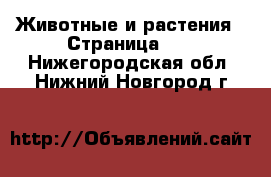 Животные и растения - Страница 17 . Нижегородская обл.,Нижний Новгород г.